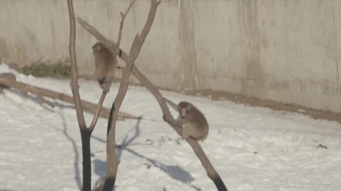 Snow Monkey (Japanese Macaque) Stock Footage 86657107
