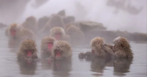 Snow monkey Japanese macaque - Group of monkeys soaking in hot spring Stockbeeldmateriaal 168983127