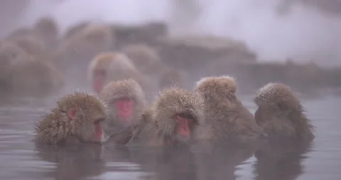 Snow monkey Japanese macaque - Group of monkeys soaking in hot spring Stockbeeldmateriaal 168983459
