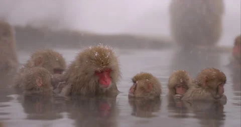 Snow monkey Japanese macaque - Group of monkeys soaking in hot spring Stock Footage 168984222