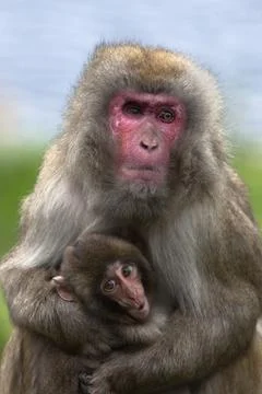 Snow monkey, Japanese macaque (Macaca fuscata) with baby, in captivity, United Stock Photos