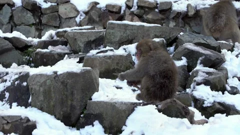 Snow monkey Japanese macaque of red face portrait walking in cold snow Japan-Dan Stock Footage 144536591