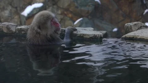 Snow monkey Japanese macaque of red face portrait in the cold water with fog-Dan Stock Footage 144537110