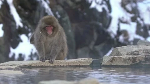 Snow monkey Japanese macaque of red face portrait in cold water with snow-Dan Stock Footage 144537210