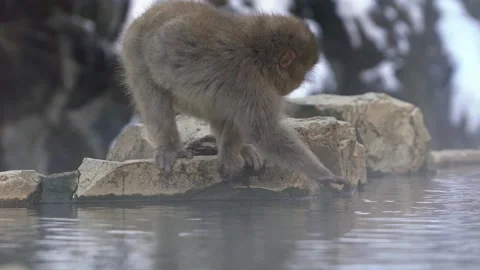 Snow monkey Japanese macaque of red face portrait eating with fog and snow.-Dan Stock Footage 144537220