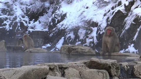 Snow monkey Japanese macaque of red face drink hot water with fog and snow-Dan Stock Footage 144537489
