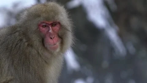 Snow monkey Japanese macaque red face portrait eating on rock. Macaca Japan-Dan Stock Footage 144538204