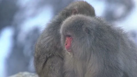 Snow monkey Japanese macaque of red face portrait walking in cold snow Japan-Dan Stock Footage 144538327