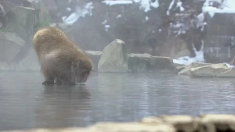 Snow monkey Japanese macaque of red face drink hot water with fog and snow-Dan Stock Footage 144538602