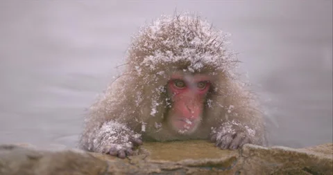 Snow monkey Japanese macaque - Young monkey soaking in hot spring Stock Footage 168984885