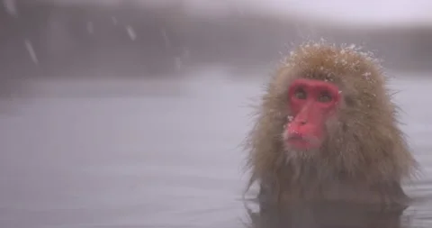 Snow monkey Japanese macaque - Young monkey soaking in hot spring Stock Footage 168984949