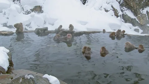 Snow Monkey (Japanese macaques,) In Hot Spring, Nagano, Japan. Stock Footage