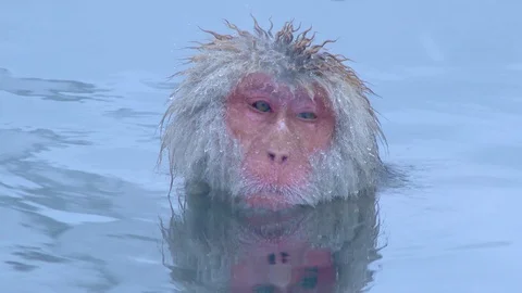 Snow Monkey (Japanese macaques,) In Hot Spring, Nagano, Japan. Stock Footage