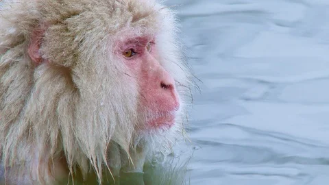 Snow Monkey (Japanese macaques,) In Hot Spring, Nagano, Japan. Stock Footage