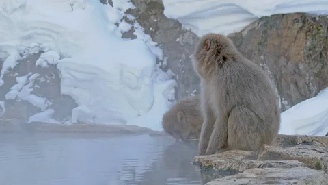 Snow Monkey (Japanese macaques,) In Hot Spring, Nagano, Japan. 库存影片 103051069