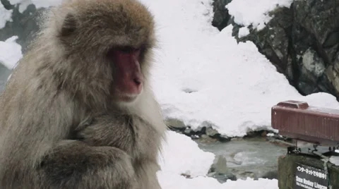 Snow monkey at Jigukudani Monkey Park Stock Footage 49319424