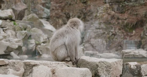 Snow monkey looks around before splashing water with its hand Stock-Footage 108209675
