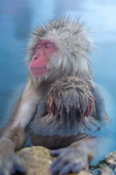 Snow monkey Macaque Onsen Stock Photos