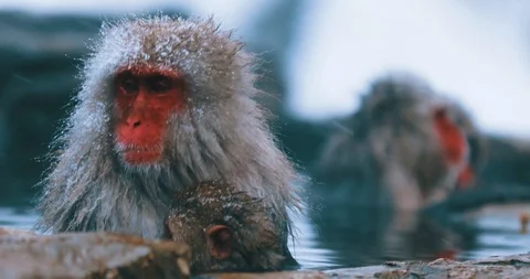 Snow monkey mother and child relaxing in hot spring. Stock Footage