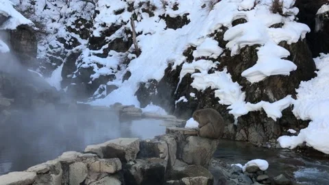Snow Monkey - Nagano, Japan Stock Footage 313170870