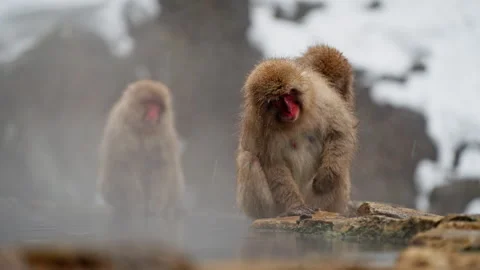 Snow Monkey Park, Jigokudani Yaen Koen Stock Footage 242023331