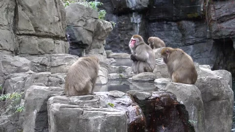 Snow monkey peacefully sitting in the park Stock Footage 265527870
