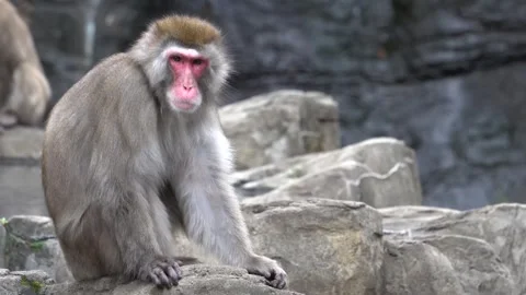 Snow monkey peacefully sitting in the park Video stock 265527876