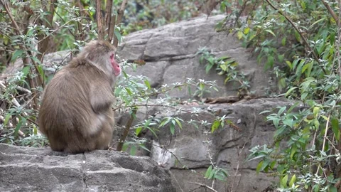 Snow monkey peacefully sitting in the park Stock Footage 265527884