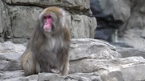 Snow monkey peacefully sitting in the park Stock Footage 265527890