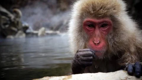 Snow monkey Stock Photos