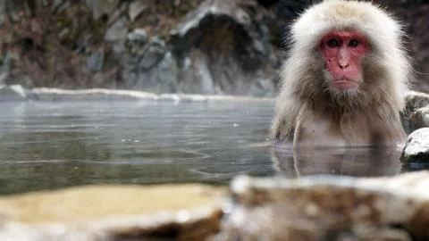 Snow monkey Stock Photos