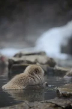 Snow monkey Stock Photos