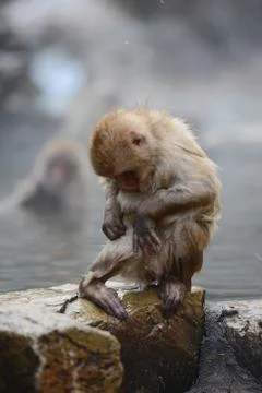 Snow monkey Stock Photos