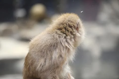 Snow monkey Stock Photos