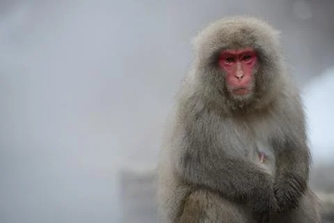 Snow monkey Stock Photos