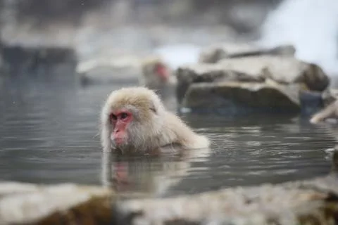 Snow monkey Stock Photos
