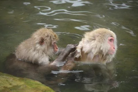 Snow monkey Stock Photos