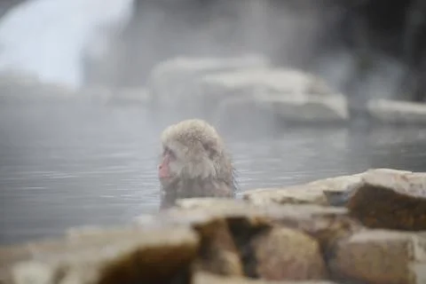 Snow monkey Stock Photos