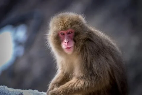 Snow Monkey Stock Photos