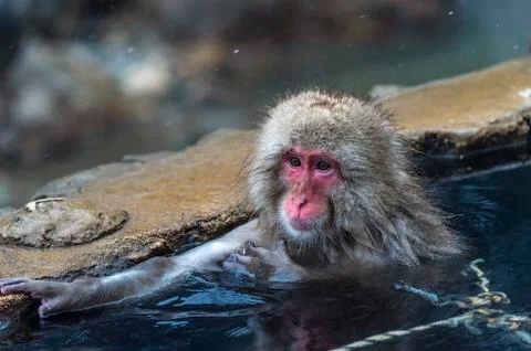 The Snow Monkey Stock Photos