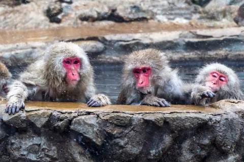 The Snow Monkey Stock Photos