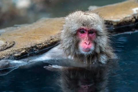 The Snow Monkey Stock Photos