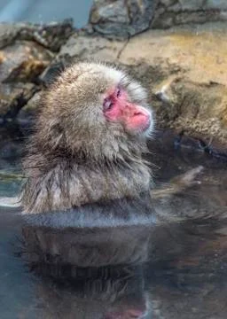 The Snow Monkey Stock Photos