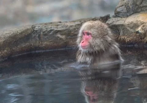 The Snow Monkey Stock Photos