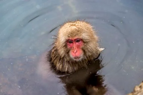 The Snow Monkey Stock Photos