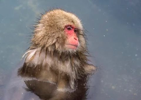 The Snow Monkey Stock Photos