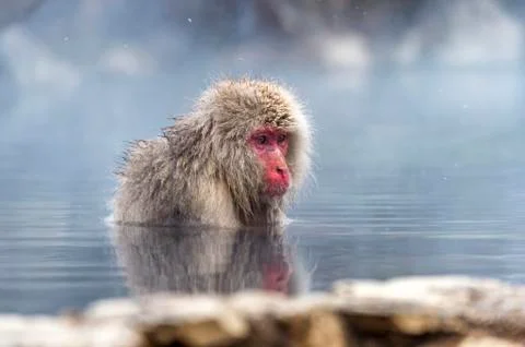 The Snow Monkey Stock Photos
