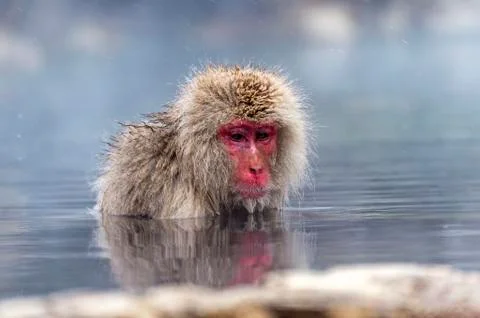 The Snow Monkey Stock Photos