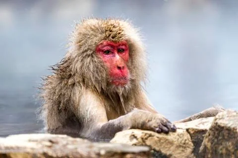 The Snow Monkey Stock Photos