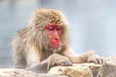 The Snow Monkey Stock Photos